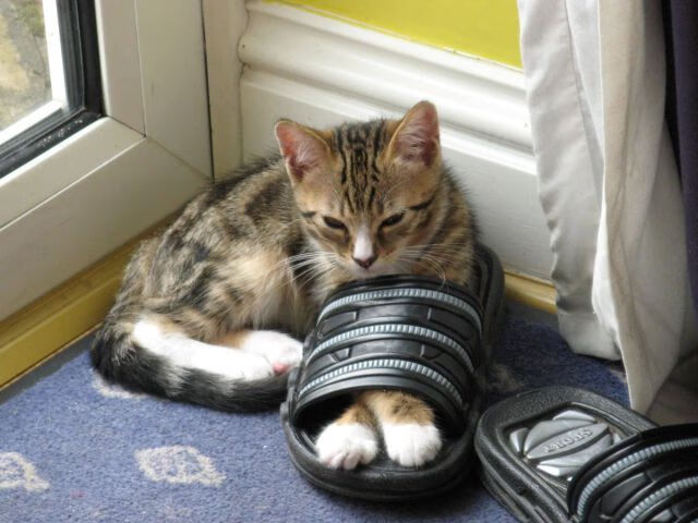 熊猫体育官方-跨越时空的决胜者，从洛杉矶到马德里，伦纳德式的接管艺术